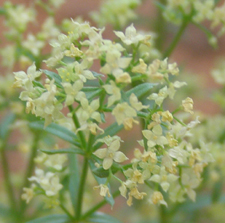 Galium multiflorum